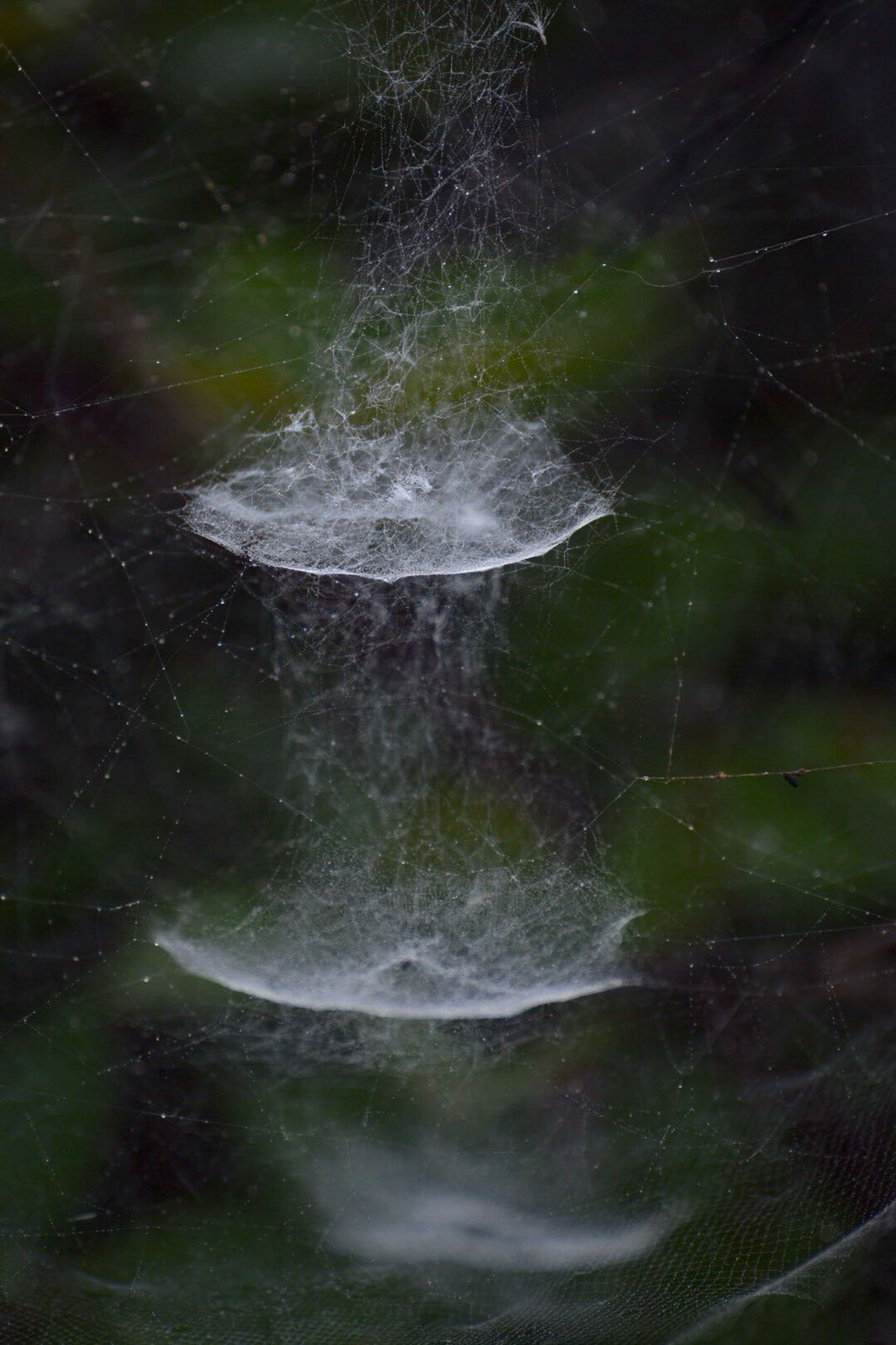 La Cyrtophora citricola: il ragno ingegnere